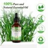71BrxlINzJL._SL1500_.jpg Rosemary Oil for Hair Growth 2.02 Fl Oz, Rosemary Essential Oil for Eyelashs, Eyebrows, Face, Skin Care, Body Massage, Aromatherapy, Hair Loss Treatment, Nourishes The Scalp, Improve Blood Circulation