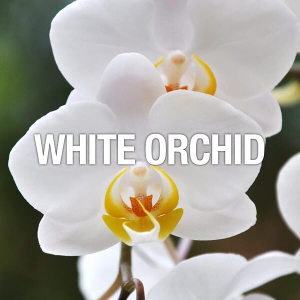 Curve Women's Perfume, Eau De Toilette Spray, Curve Crush, 3.4 Fl Oz