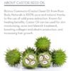 81rXujLLlwL._SL1500_.jpg Pure Body Naturals Castor Oil for Eyelashes and Eyebrows - Brow and Lash Growth Serum - Organic Hexane Free Cold Pressed Unrefined - 1 fl oz
